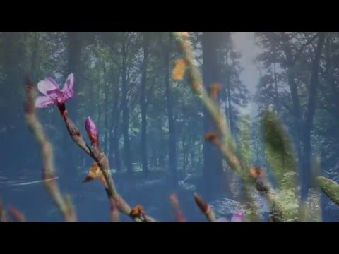 Rinko - Bliss [2 Minutes Beautiful Relaxing Music]