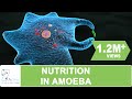 NUTRITION IN AMOEBA