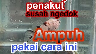 Download lagu Quick way to deal with betta fish that won't mate mp3