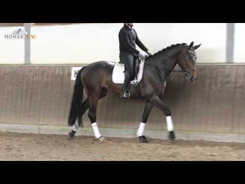 Ol Stute von Rock Forever:Sandro Hit