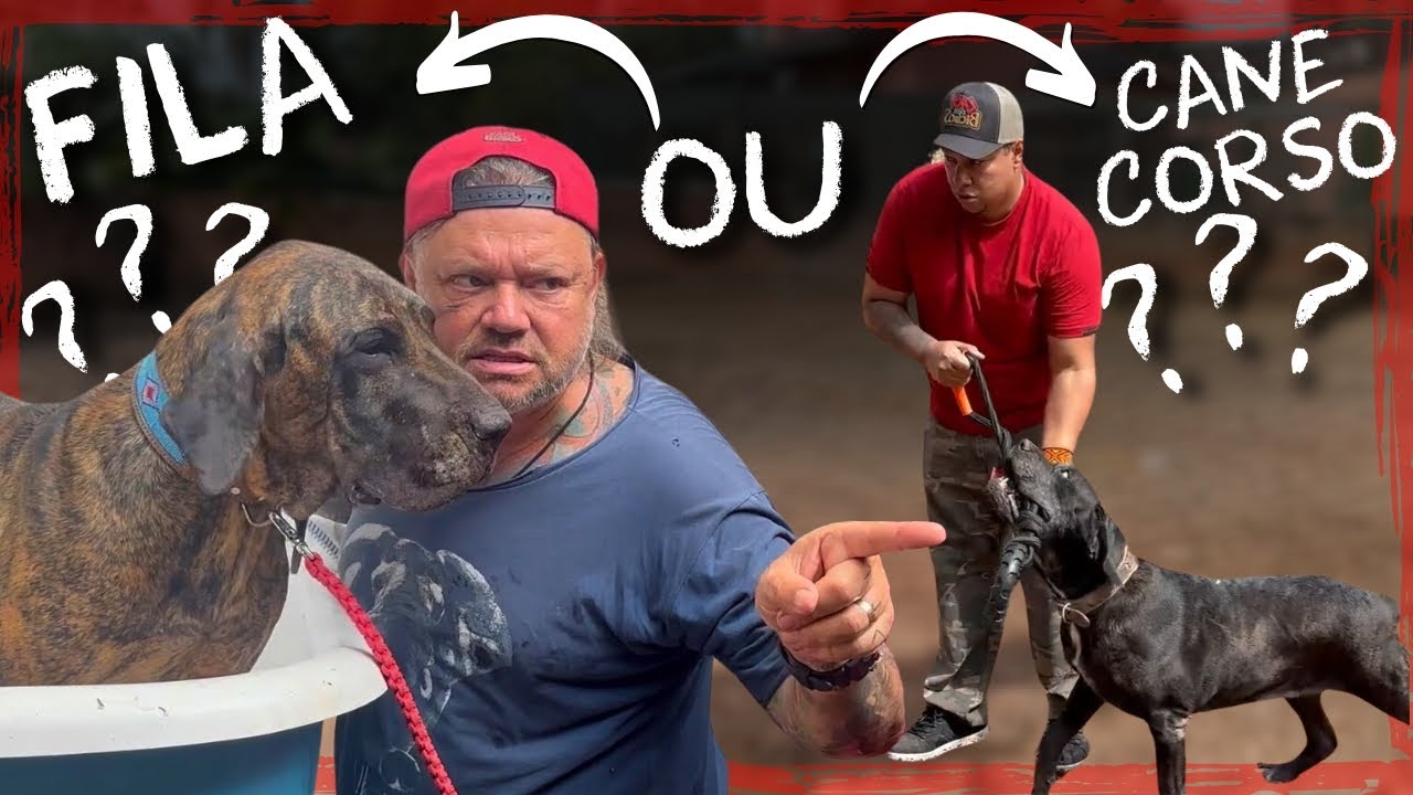 FILA OU CANE CORSO, QUAL O MELHOR CÃO DE GUARDA?! | A CASA DOS BICHOS