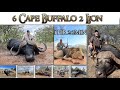 Hunting Cape Buffalo Lion Hippo Crocodile