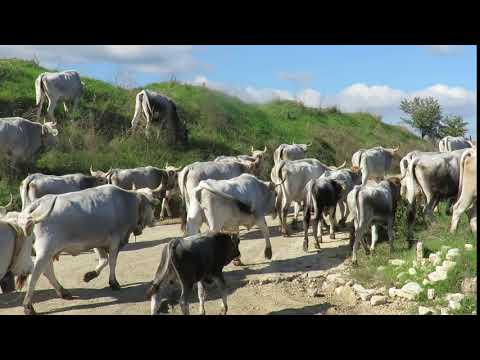 Transumanza di Podoliche / San Chirico Nuovo - Oppido Lucano - PZ