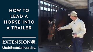 How to Load a Horse into a Trailer