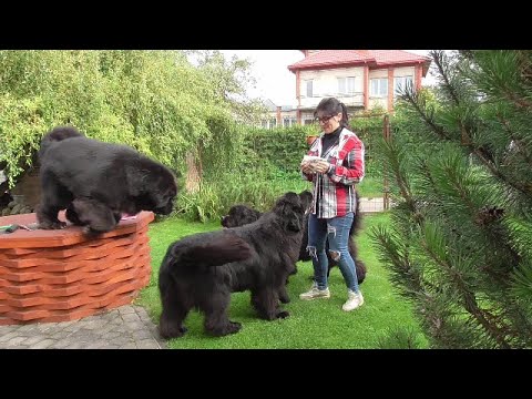 My Happy Newfoundland dogs/my dogs are full of energy