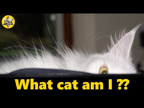 How to tell if your cat is a Maine Coon!