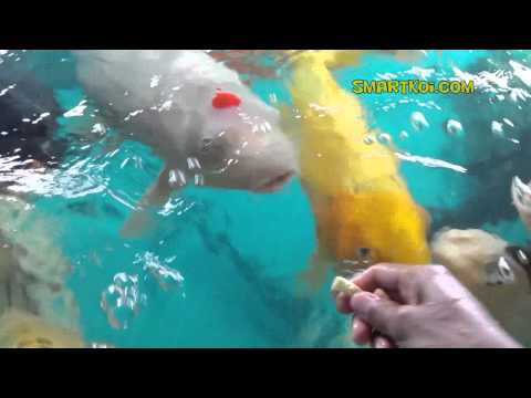 Monster Jumbo Koi Hand feeding - Real close up (high quality)