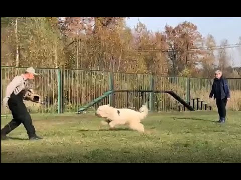 Южнорусская овчарка. Фрагменты по ЗКС 11.10.2020