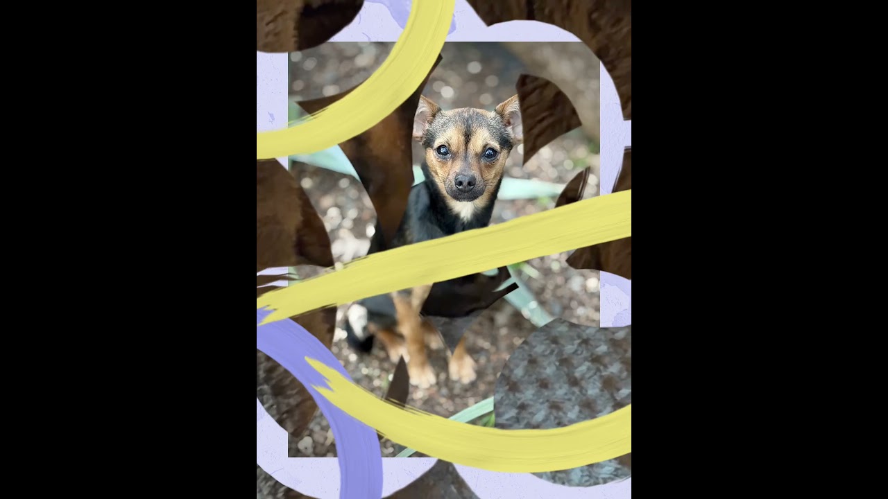 Enlarge Sparkle, an adopted mixed breed in Chico, CA video 6/6