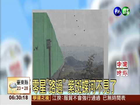 零星"路過" 紫斑蝶河不見了