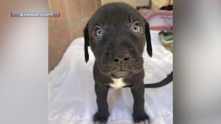 Santa Barbara Humane Society takes inspiration from local breweries to get puppies adopted