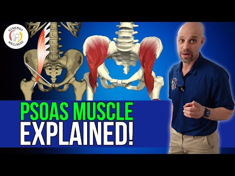 Psoas Muscle - Explained