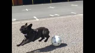 Black French Bulldog Run Over Soccer | Collab Clips