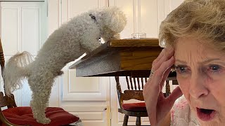 Nana thinks Dog ate her whole meal!