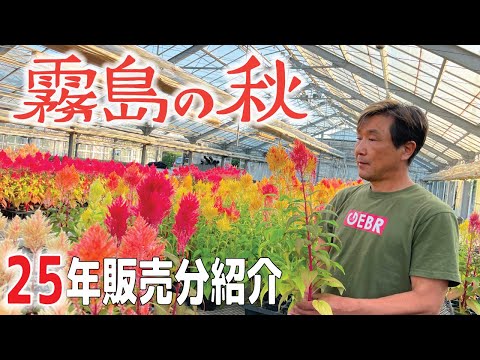 レイランドヒノキ、X Cupressus leylandii