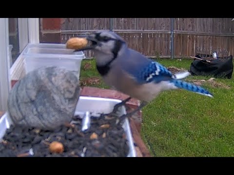 Blue Jay Picking Peanuts at Backyard Bird Feeder - How to Attract Blue Jays