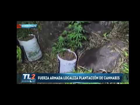 Fuerza Armada desmantela plantación ilegal de cannabis en Izalco