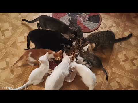 CATS EAT AT THE SAME TIME | mimiyuuw Tv(first video of 2022)
