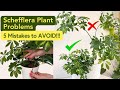 ✅ Schefflera Plant Care Problems ❌ 5 Mistakes To AVOID! | Umbrella Plant Care Tips