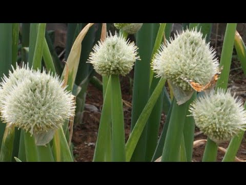 EVO KAKO SE GAJI ALJMA, ZIMSKI LUK