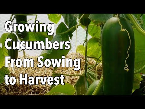 , title : 'Growing Cucumbers From Sowing to Harvest