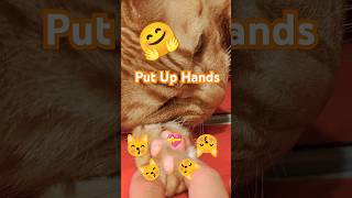2026/6/6_98 貪摸睡SV #橘ひなの #橘貓 #橘猫 #貓咪日常 #cat #cute #貓貓日常 #貓貓 #可愛い猫 #貓咪