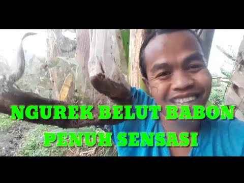ngurek-mancing-belut-babon-penuh-sensasi