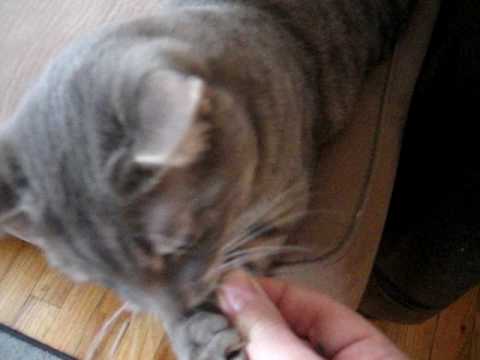 Cat reacts to fallen whisker