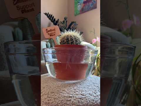 How do I recommend you water your cactus? #plantcare #cactuslover #wateringplants