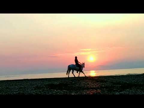 Kai Bridleless In Open Space July 3 2018