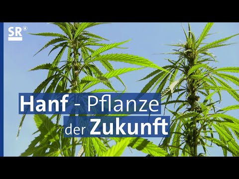 Nutzhanf - nachhaltig, gesund, vielseitig - was kann er alles? | Genuss mit Zukunft