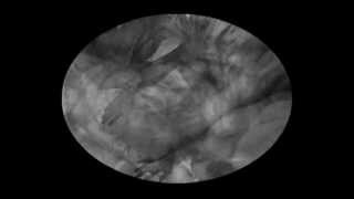 The Carnal Malefactors..