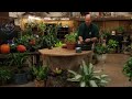 How To Grow Pepper Plants Inside