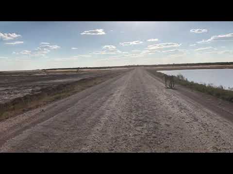 Lion sighting in Etosha National Park