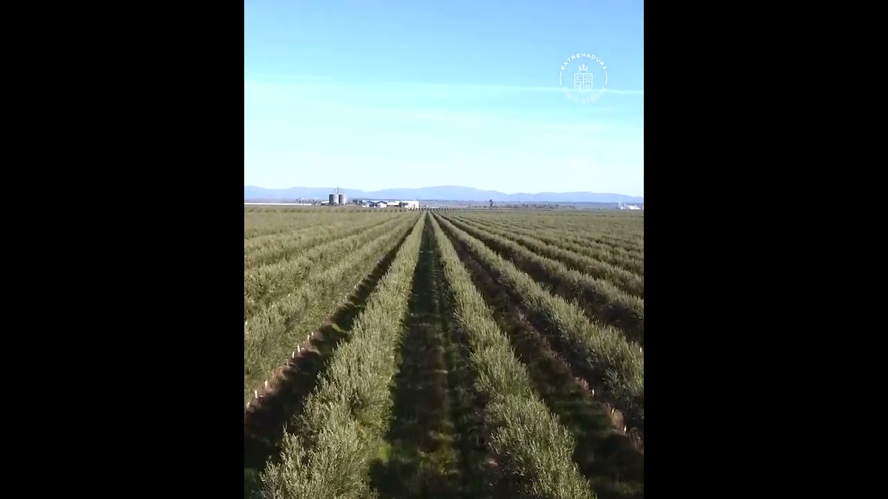 Watch ¿Sabes cómo se llama la flor del olivo Now ¿Sabes cómo se llama la flor del olivo