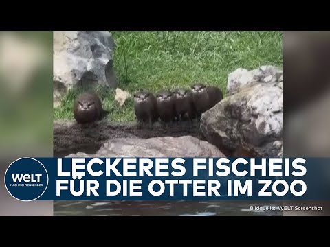 ABKÜHLUNG FÜR OTTER IN MEMPHIS: Kaltes Fisch-Eis begeistert Zoo-Tiere im US-Sommer!