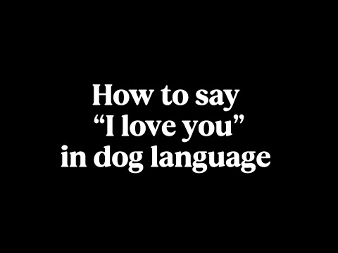 How to Say “I Love You” in Dog Language