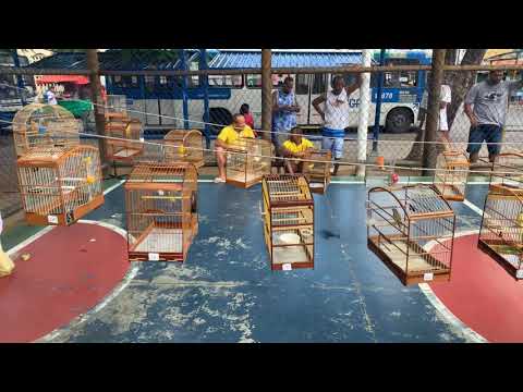 Roda de Canários - Cosme de Farias - Canaril Sid Mac