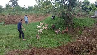 Download lagu adu bagong terhebat mematikan 6 anjing mp3 Download lagu adu bagong terhebat mematikan 6 anjing mp3