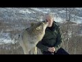 Accepted Into A Wolf Pack Snow Animals BBC Earth