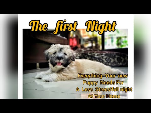 💗 First Night And Day With Scooby💗