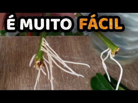 Como Plantar Maracujá pelo Galho -  Como Enraizar Estaca de Maracujá