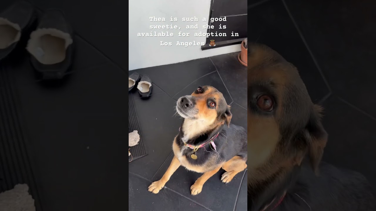 Enlarge Courtesy Listing THEA, a ADOPTABLE mixed breed in Los Angeles, CA video 2/5