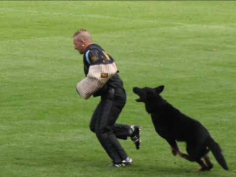 World championship WUSV Schutzhund  Krefeld , Germany