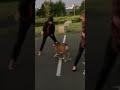 Giotto The Skate Boarding Bulldog Playing Tunnel Dog