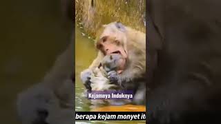 Download lagu Kejam dan Sadis..Anak monyet disiksa di gigit dan ditenggelamkan di air...Mohon subscribe πππ#shorts mp3 Download lagu Kejam dan Sadis..Anak monyet disiksa di gigit dan ditenggelamkan di air...Mohon subscribe πππ#shorts mp3