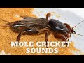 Mole Cricket Sounds-Mole Cricket Sounds Effect-Mole Cricket Sounds Recording-Mole Cricket Call Song