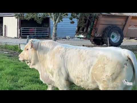 Lot 67 - Sélection SG 2025