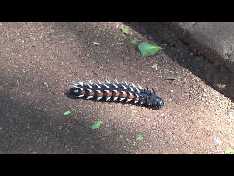 Africa's HUGE insects – cop this is giant 6-inch long caterpillar moving!