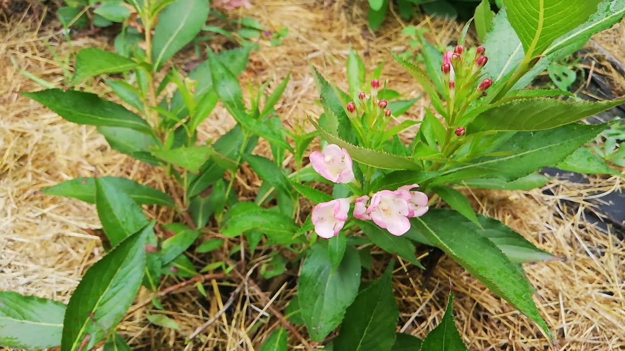 Вейгела All summer peach